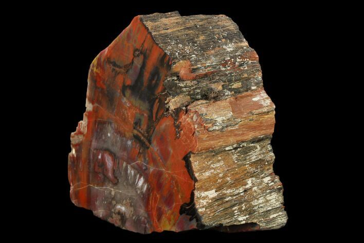 Polished, Petrified Wood (Araucarioxylon) - Arizona #159720